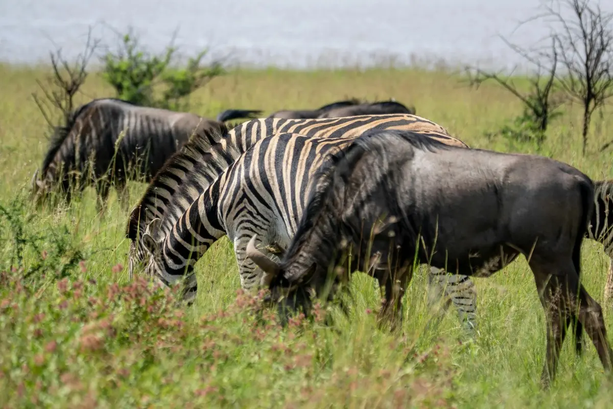 Tanzania safari